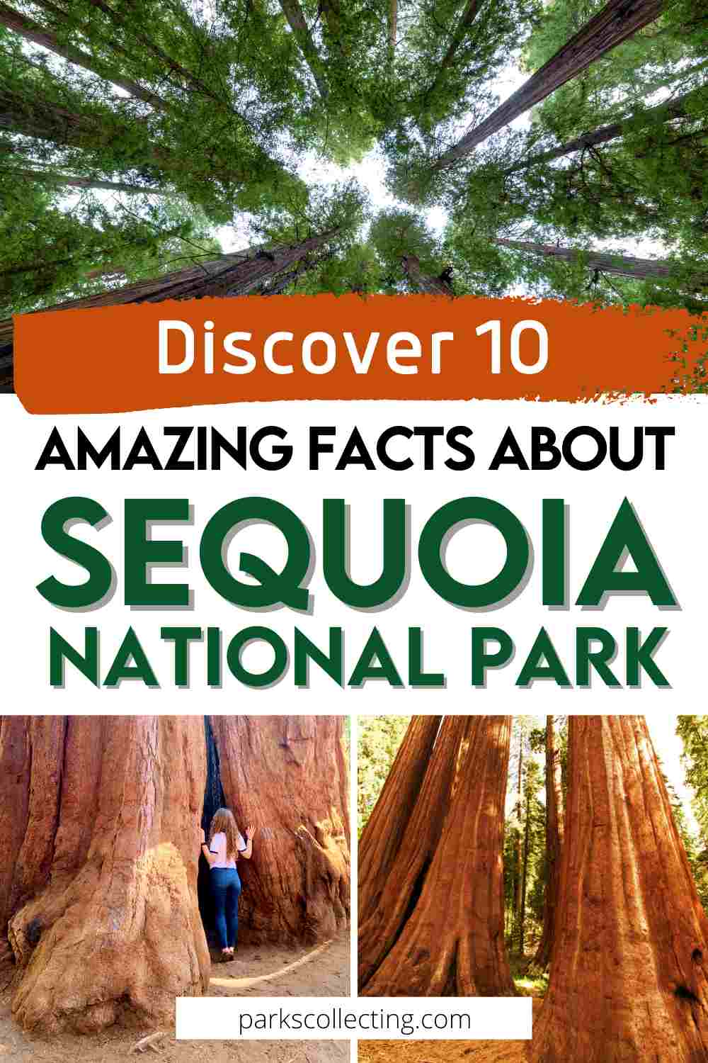 10 Fun Facts About Sequoia National Park