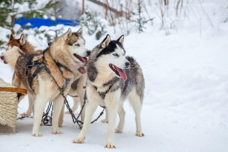 Dog-sledding-is-one-of-the-Grand-Teton-things-to-do