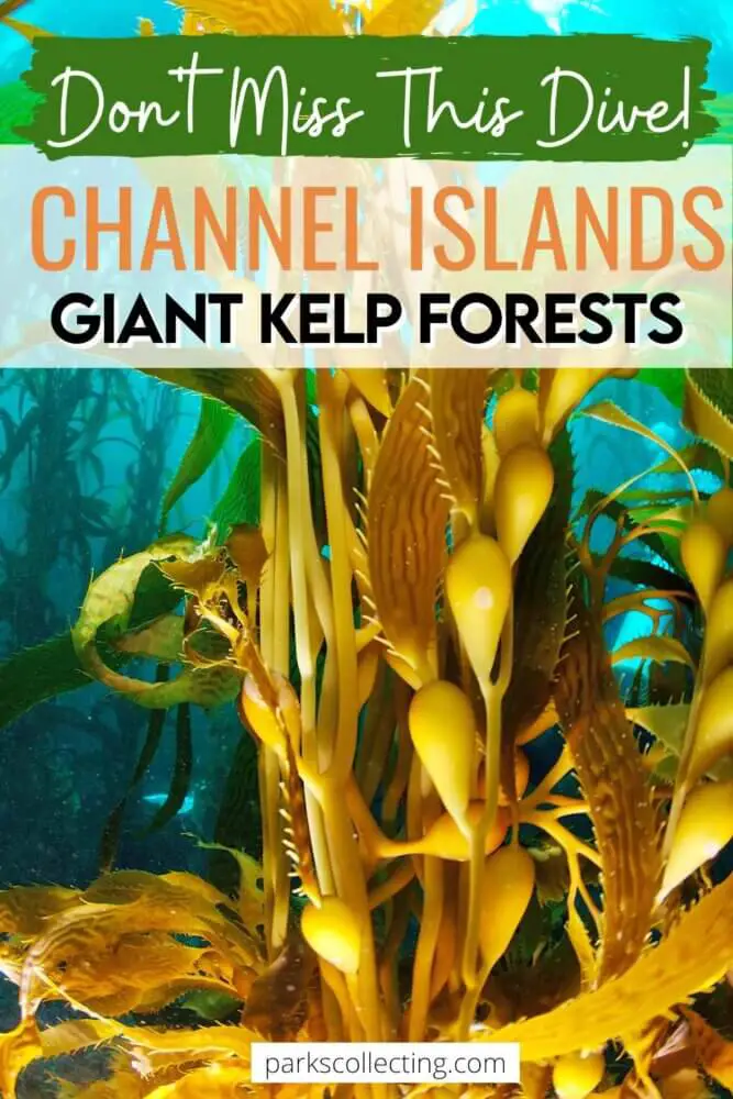 Dont Miss This Dive_Channel Islands Giant Kelp Forests