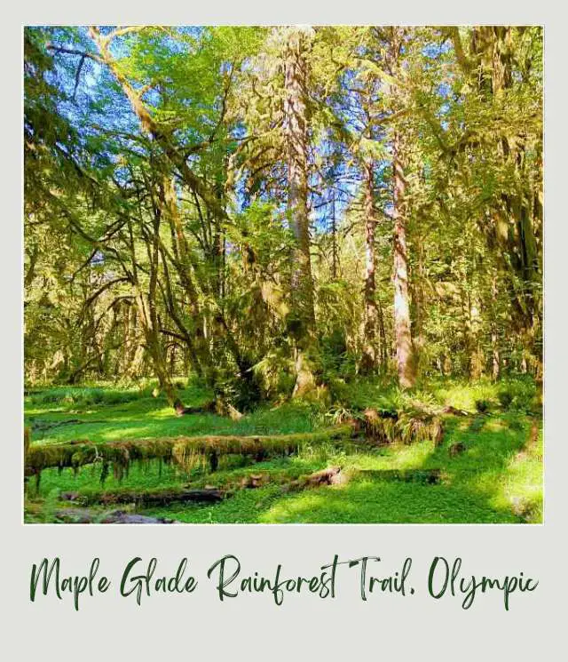 Maple Glade Rainforest Trail and Kestner Homestead Trail: Complete Guide Dried pond surrounded by mossy trees in maple glade in Olympic National Park