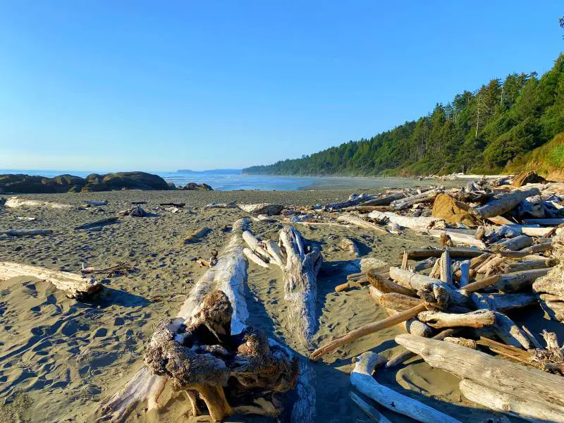 Driftwoods in the seashore of Beach 4 in Olympic National Park are surrounded by trees, and in front is a blue ocean.