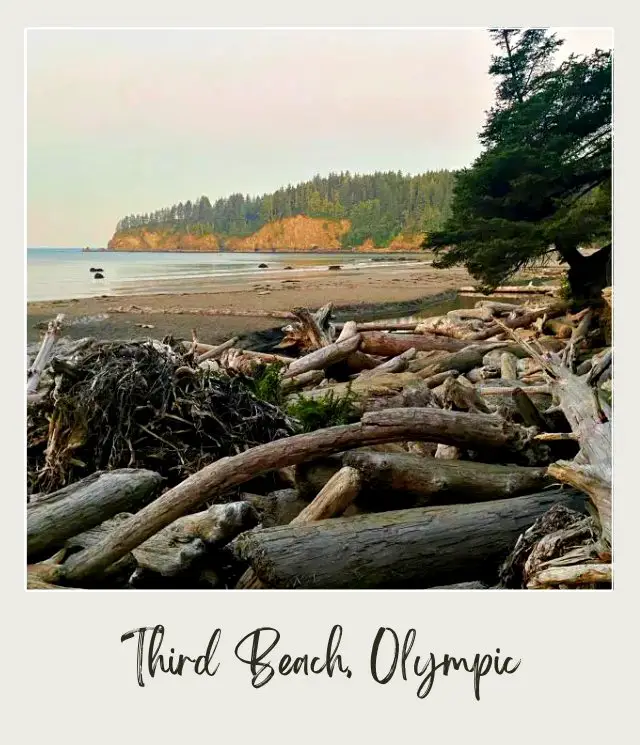 Third Beach, La Push: Complete Guide Driftwoods beside the Third Beach Olympic National Park, and on the other side is an island of trees surrounding the beach.