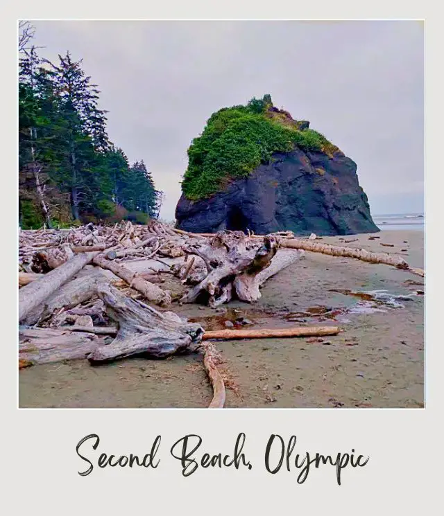 La Push Second Beach, Washington State: Complete Guide Drift woods on the shore of Olympic National Park with tall trees on the side and a big rock with some green plants.
