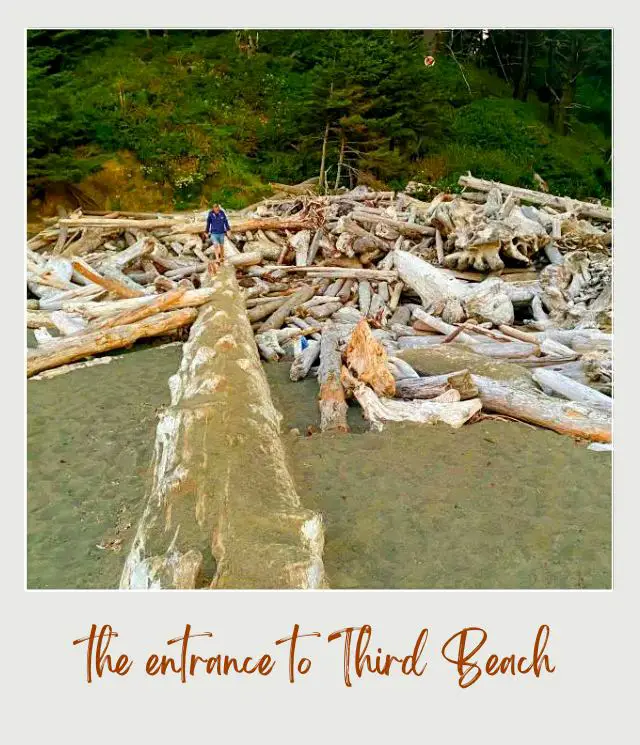 Third Beach, La Push: Complete Guide Driftwoods and a man standing on one of the driftwoods in Third Beach Olympic National Park.