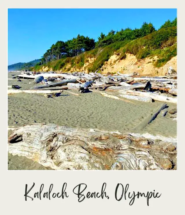 The Tree of Life, Washington State: A Complete Guide Tree logs on the beach and behind is ocean and trees in Olympic National Park