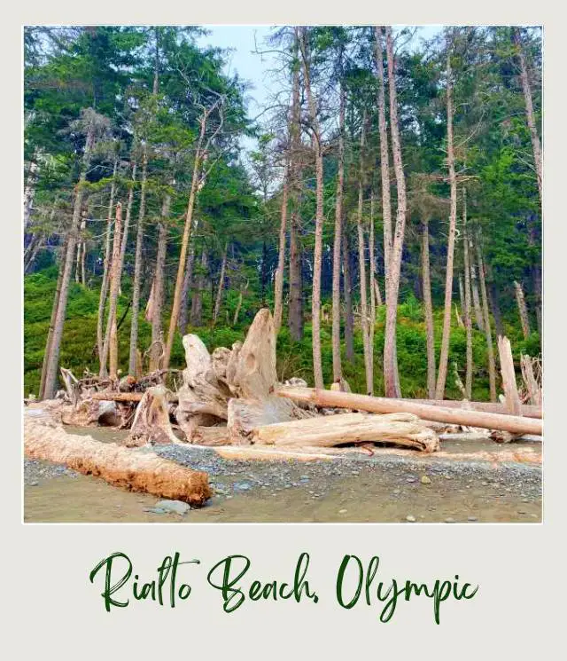 Rialto Beach - Hole in the Wall, Olympic National Park: Complete Guide driftwood and forest at edge of rialto beach