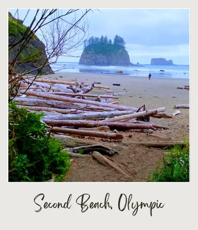 La Push Second Beach, Washington State: Complete Guide A frontal view of the rock formation at the beach of Olympic National Park where shore is filled with some driftwoods and some green plants surrounding the shore.