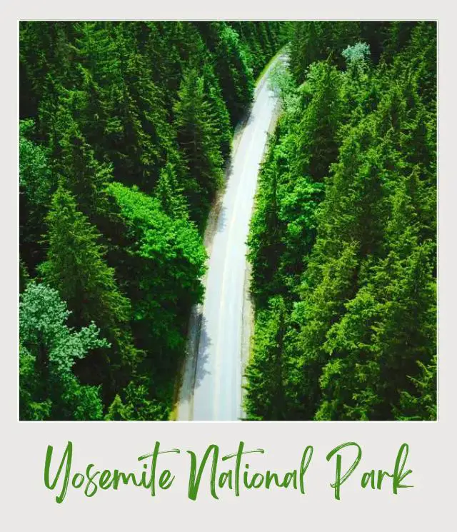 How to Get to Yosemite National Park Tall green trees along the road of Yosemite National Park.