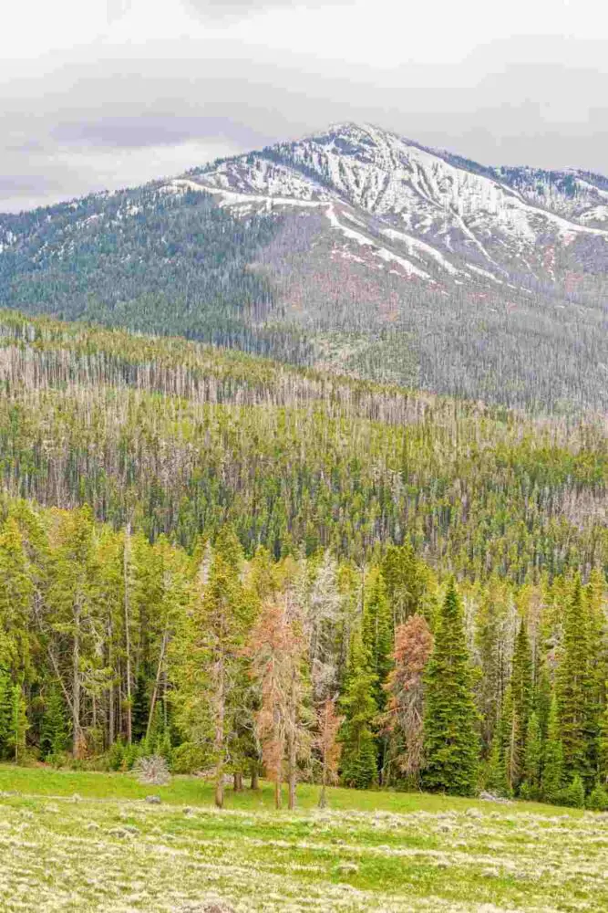Mountains with snow in background and trees in foregrounf at Dunraven Pass in Yellowstone National Park