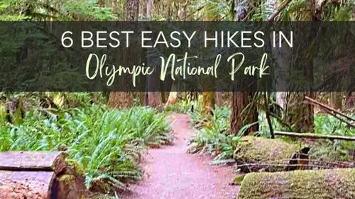 Olympic National Park Guide path with fallen logs and tall trees with text Easy hikes in Olympic National park