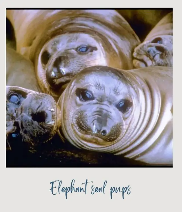 a group of elephant seal pups lying together in Channel Islands National Park