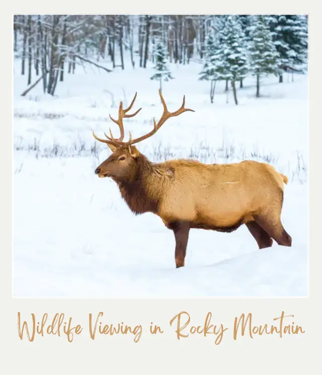 20 Best Things to Do in Rocky Mountain National Park in Winter Elk winter Rocky Mountain National Park