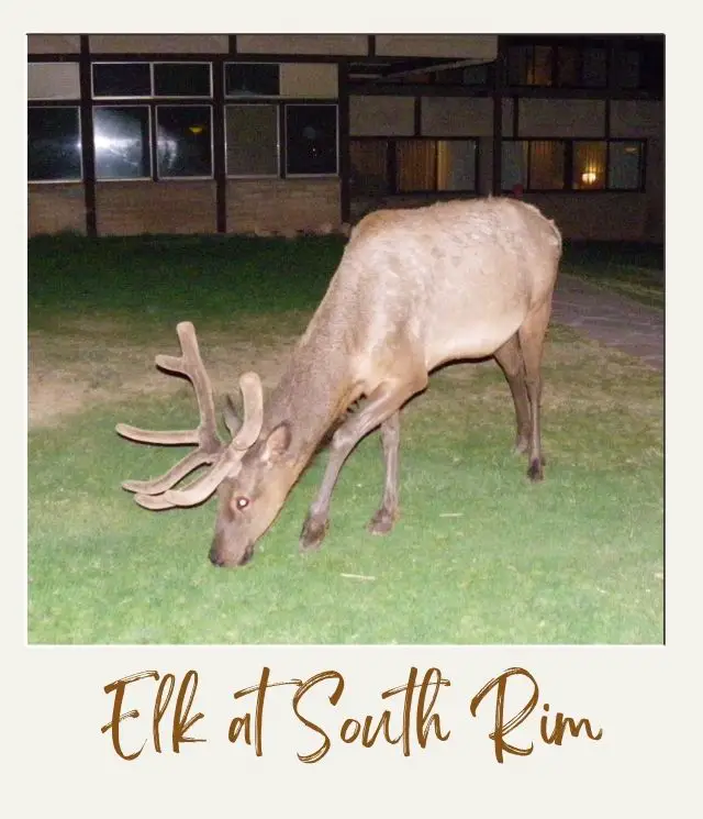 15 Best Things to Do in Grand Canyon for Non Hikers: Views Without the Sweat elk grazing on grass with sixties style lodge on background at grand canyon's south rim