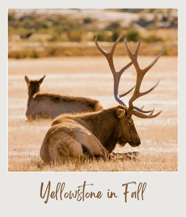 Visiting Yellowstone National Park: What To Expect Throughout the Year Elk in Yellowstone during Fall