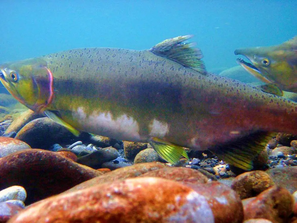 Elwha River pink salmon Olympic National Park