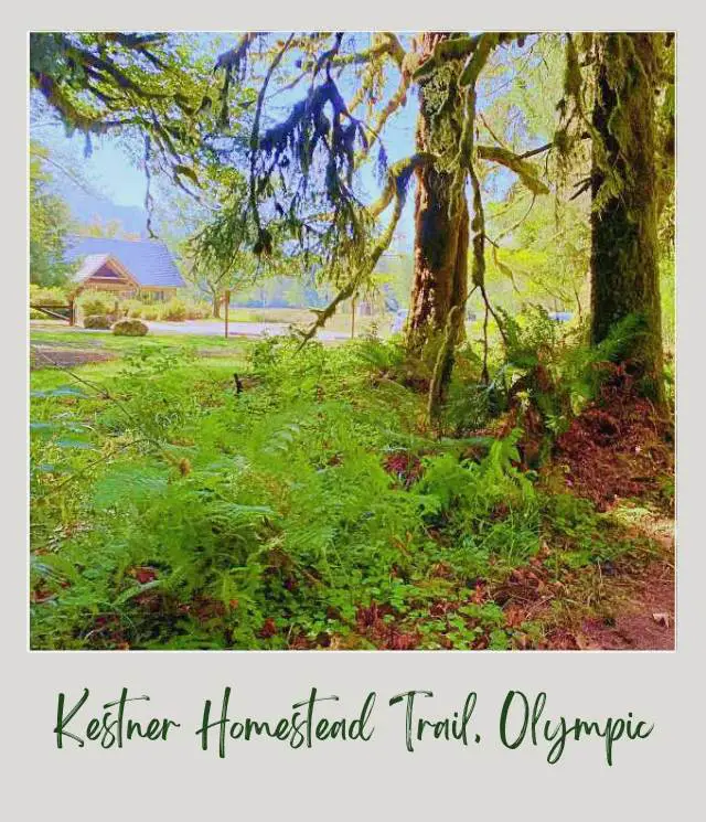 Maple Glade Rainforest Trail and Kestner Homestead Trail: Complete Guide Trees and other plants beside the road and behind is a blue roof building in Kestner Homestead - Maple Glade Olympic National Park