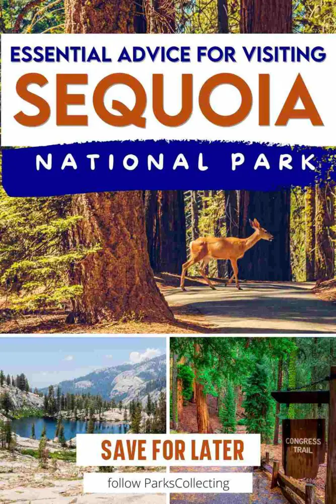 Essential Advice for Visiting Sequoia National Park California