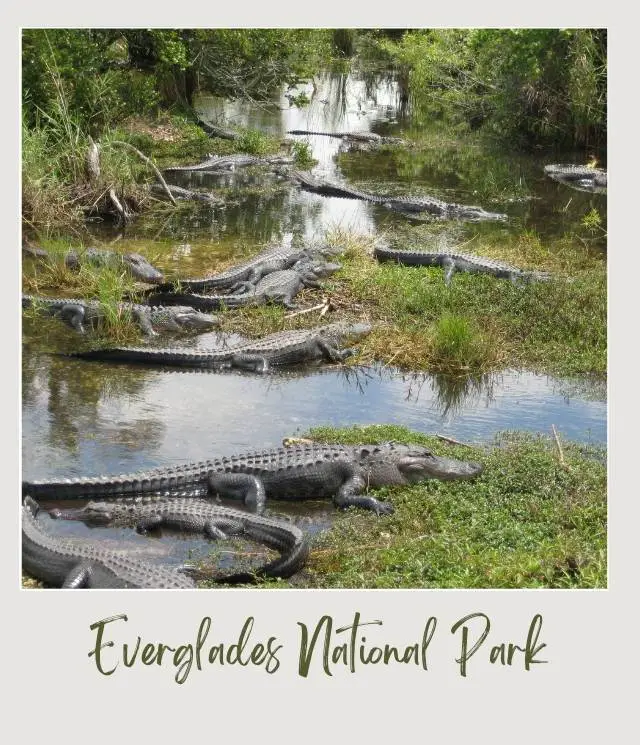 several alligators in shallow river in Everglades National Park