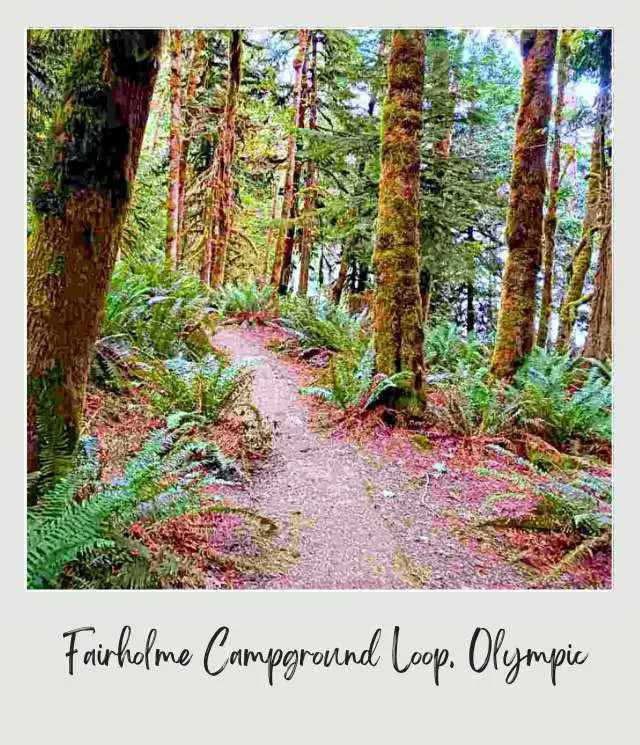Small road in the middle of the trees and surrounded by ferns in Crescent Lake Olympic National Park