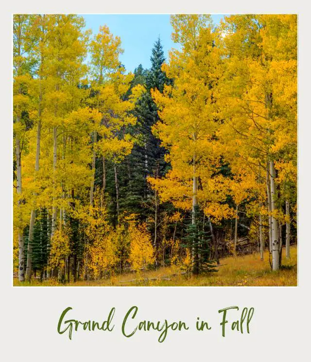 View of straight trees with colorful leaves in Grand Canyon National Park.