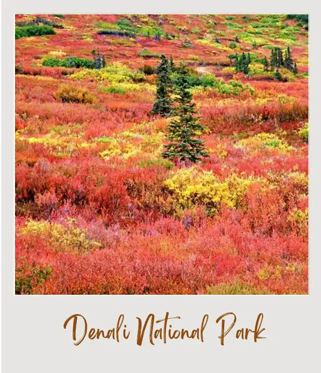 The Best Places to See Fall Colors in USA National and State Parks Fall in Denali National Park