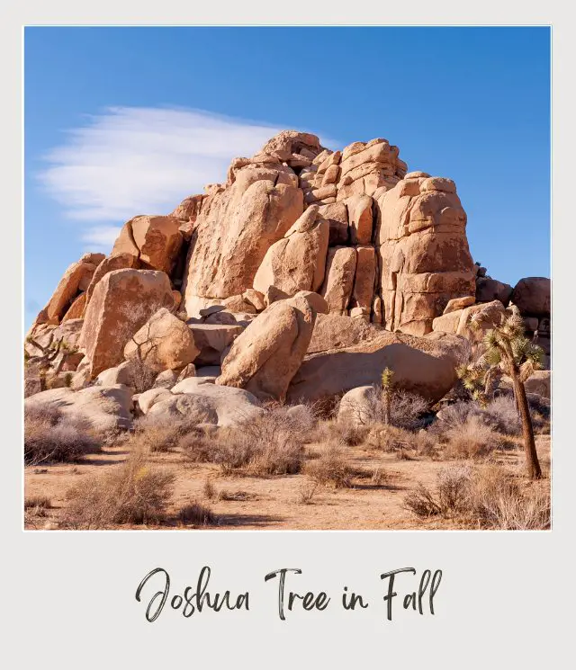 Rock mountains and below are dried bushes in Joshua Tree National Park.