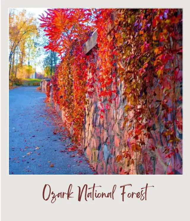 The Best Places to See Fall Colors in USA National and State Parks Fall in Ozark National Forest