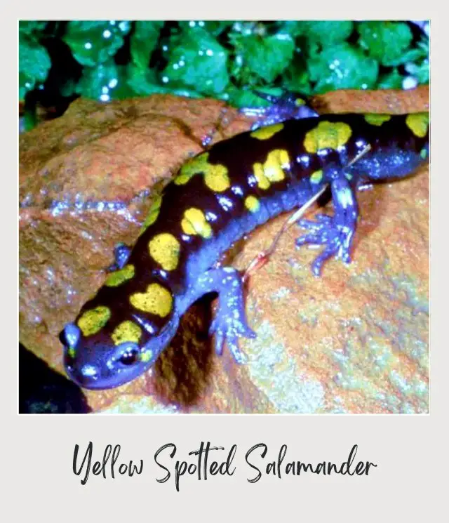 Yellow-spotted salamander on the rock in Great Smoky Mountains National Park
