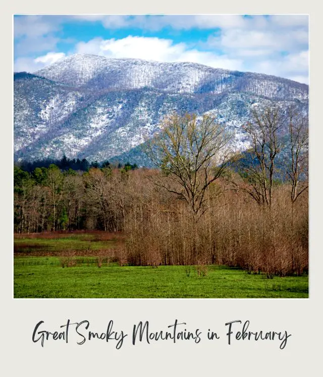 View of snow-capped mountain, and below are trees with the most brown leaves in Great Smoky Mountains National Park.