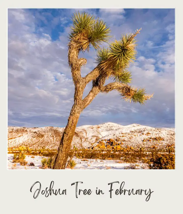 View of a Joshua Tree, and behind are snowcapped mountains in Joshua Tree National Park.