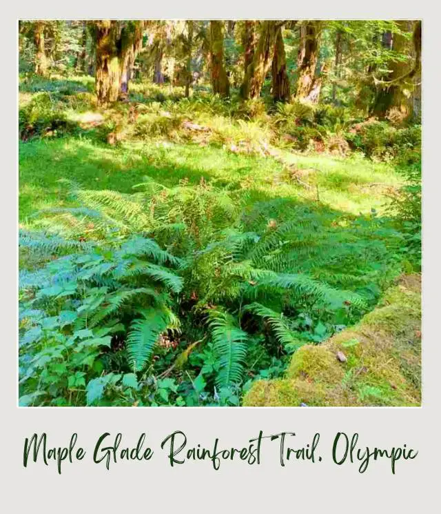 Maple Glade Rainforest Trail and Kestner Homestead Trail: Complete Guide Ferns, Mossy trees, and other plants in Kestner Homestead - Maple Glade Olympic National Park