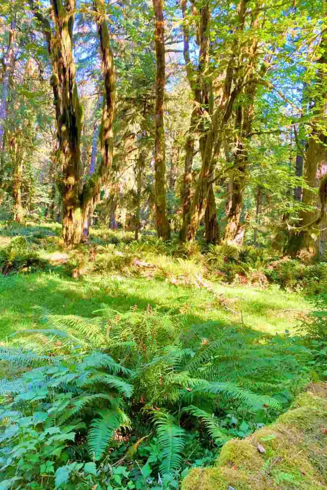 Ferns, Mossy trees, and other plants in Kestner Homestead - Maple Glade Olympic National Park
