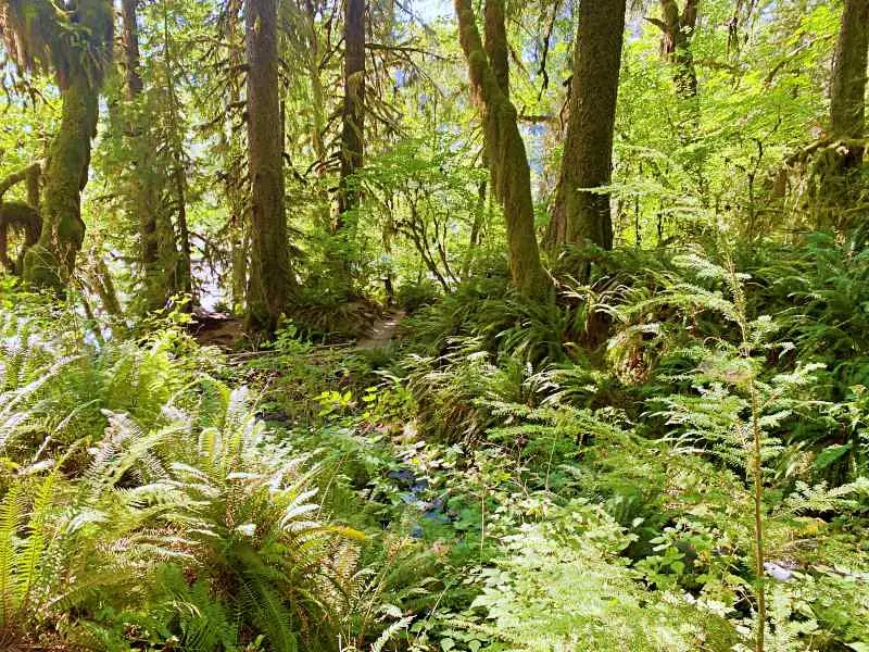 Ferns near Mineral Creek Falls on Hoh River Trail