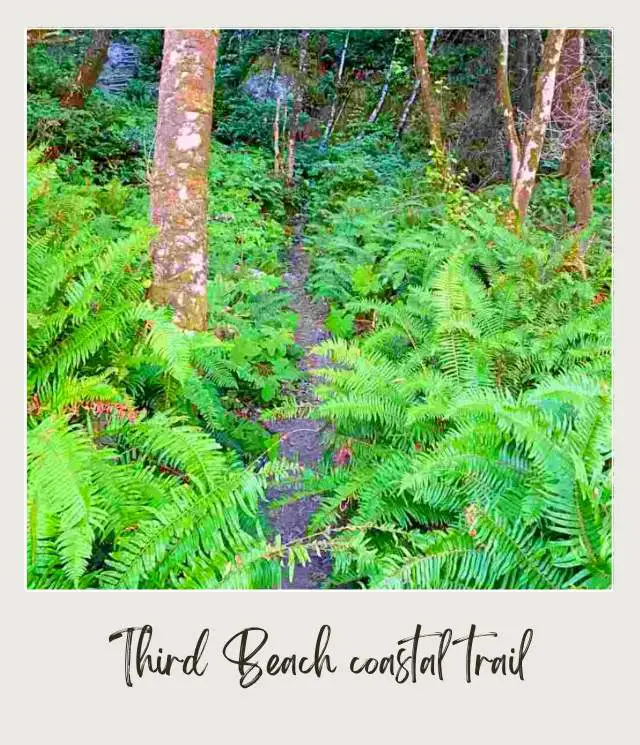 Third Beach, La Push: Complete Guide Trail surrounded by ferns and trees in Third Beach Olympic National Park.