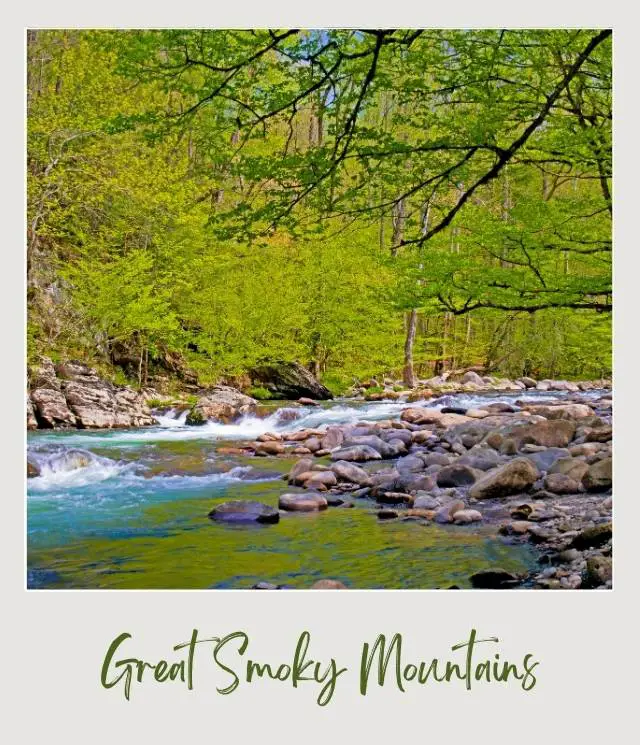 shallow river with rocky river bank surrounded by green leafu trees in Great Smoky Mountains National Park