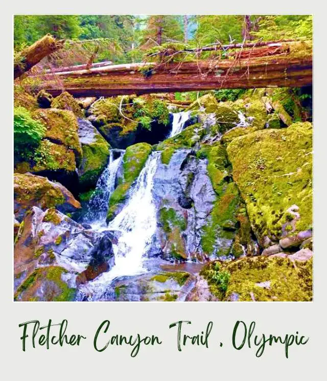 Lake Quinault Loop Drive: A Complete Guide for First Time Visitors Trunk bridge surrounded by trees and logs and below is a waterfall flowing on a mossy rocks in Olympic National Park