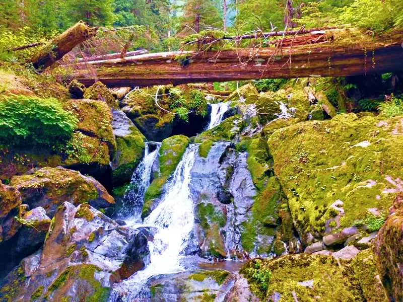 Trunk bridge surrounded by trees and logs and below is a waterfall flowing on a mossy rocks in Olympic National Park