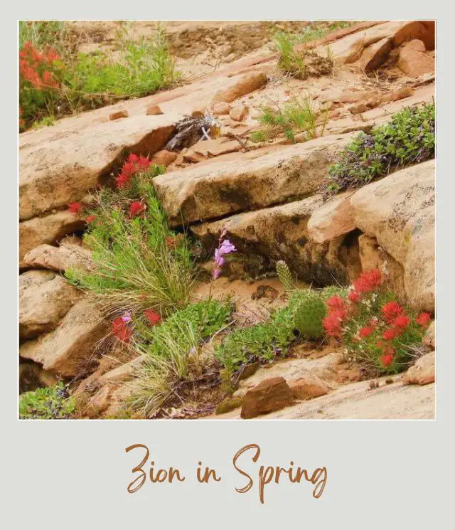 Visiting Zion National Park: What To Expect Throughout the Year Flowers in Zion National Park during Spring