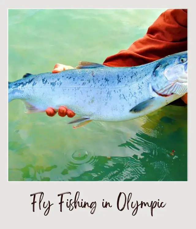 21 Best Things to Do in Olympic National Park A salmon is held by a person in the lake in Olympic National Park.