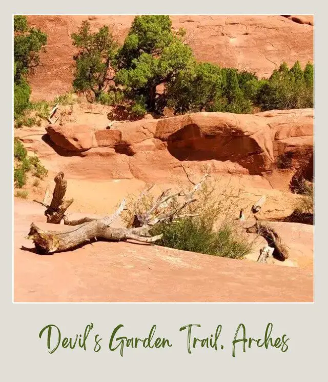 View of huge rock formations, dead trees and bushes in Devils Garden Trail in Arches National Park.