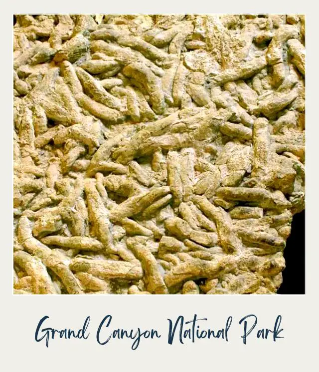 An image of a Fossil Worm in Grand Canyon National Park