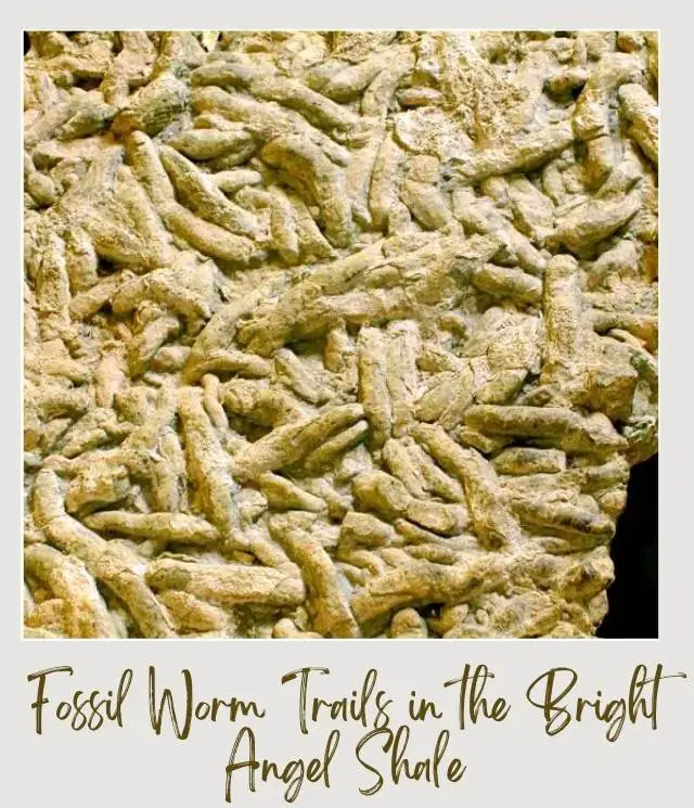 Fossil Worm Trails in the Bright Angel Shale