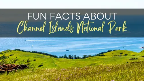 View of ocean and green grasslands and trees, with the text, Fun Facts About Channel Islands National Park.