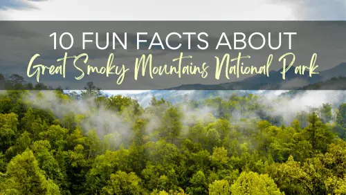A view of foggy green forests in a mountain, with a text 10 Fun Facts About Great Smoky Mountains National Park.