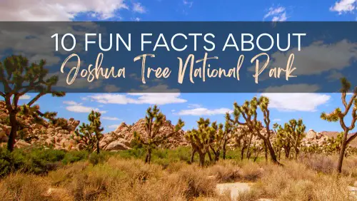A closer view of Joshua Tree surrounded with rock formations and dead grasses, with a text, 10 Fun Facts About Joshua Tree National Park.