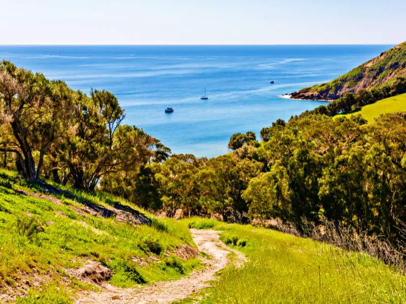 View of the blue ocean from the trail going down surrounded by trees in Channel Islands National Park.