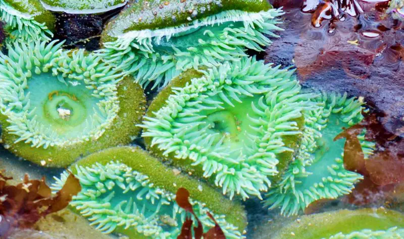 Giant Green Anemones at Beach 4 Olympic National Park