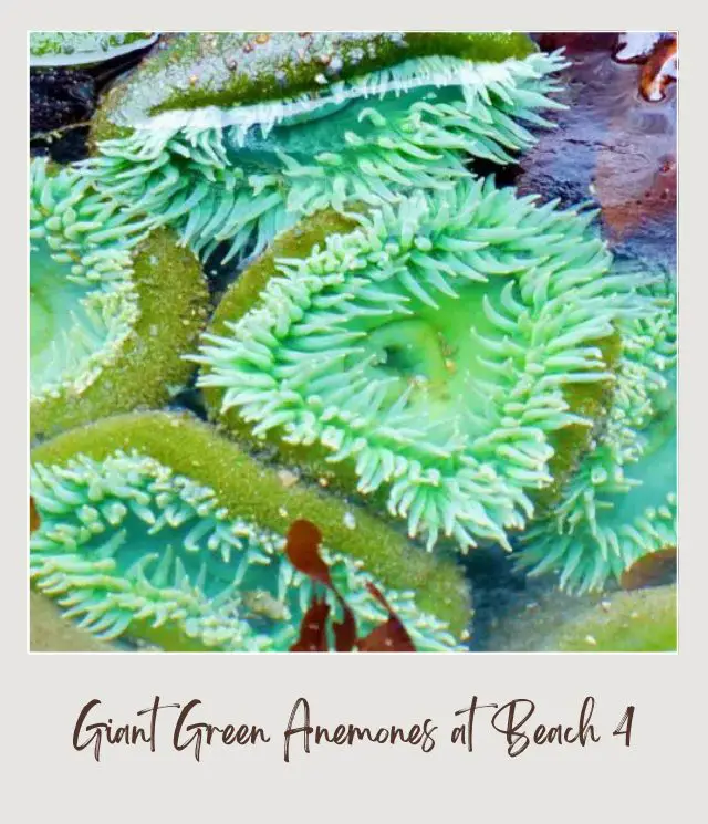 The 10 Best Olympic National Park Beaches Giant Green Anemones at Beach 4 Olympic National Park