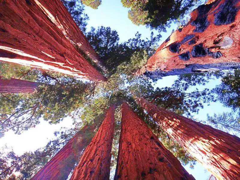 Giant-sequoias