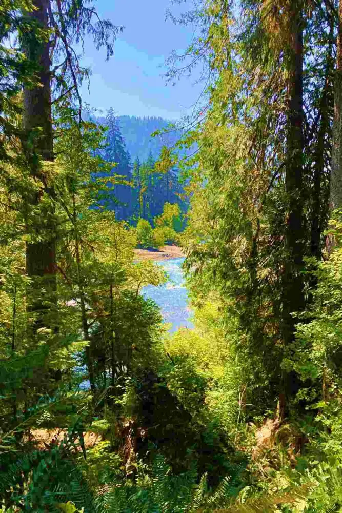 Glimpses of Hoh River from Hoh River Trail